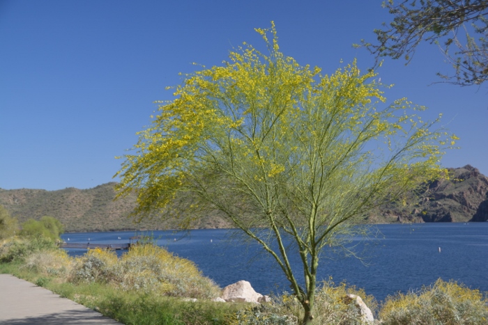 Saguaro Lake marina
